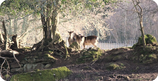 Deer woods at Coombe Mill